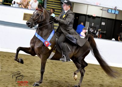 Millennium Force GCH