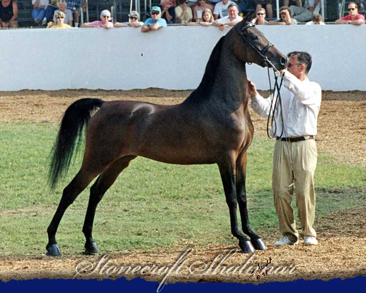 Stonecroft Shalimar BHF